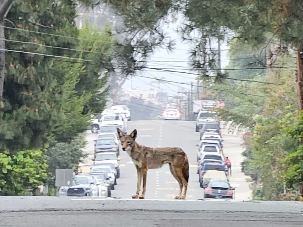 A coyote in Encinitas, California.