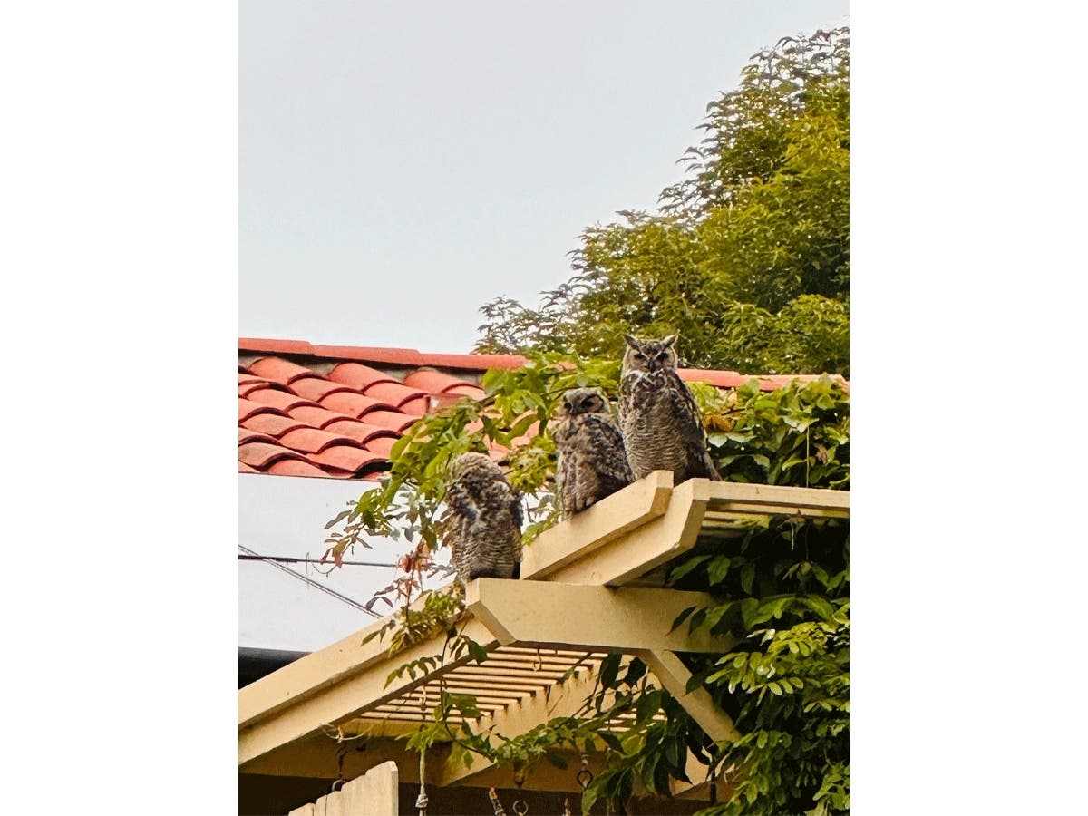 Three owls in Carlsbad, California. 