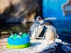 Birch Aquarium at Scripps celebrated the first anniversary​ of Beyster Family Little Blue Penguins with a pool party complete with bubbles, fish "cakes" and beach balls. 