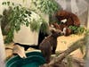 The 5-month-old cubs were rescued in the San Bernardino National Forest after their mother was found dead. 