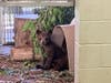 The 5-month-old cubs were rescued in the San Bernardino National Forest after their mother was found dead. 