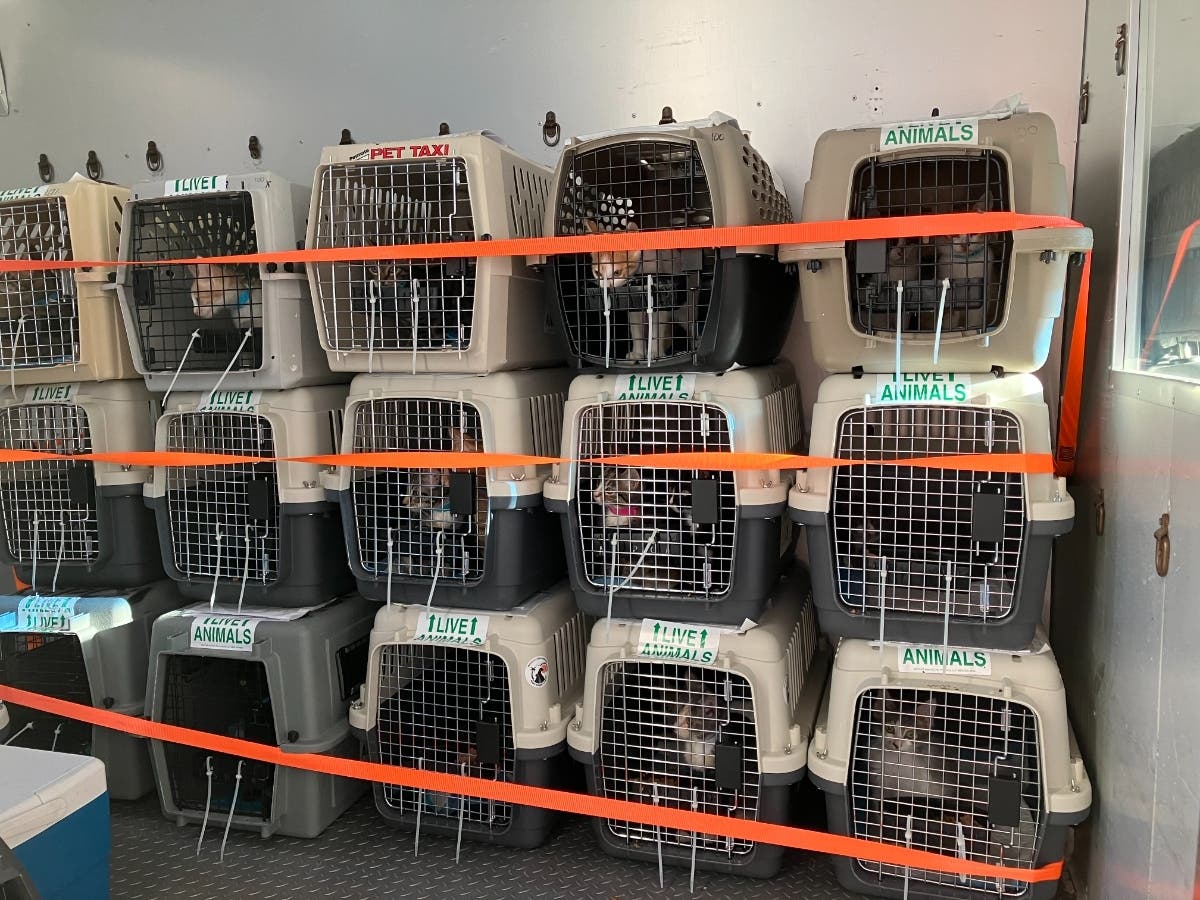 ​The kittens traveled on a flight transport to Portland, Oregon, with help from the American Society for the Prevention of Cruelty to Animals' relocation program​. 