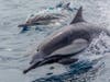 Dolphins off the coast of San Diego.