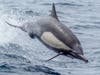 A dolphin off the coast of San Diego.