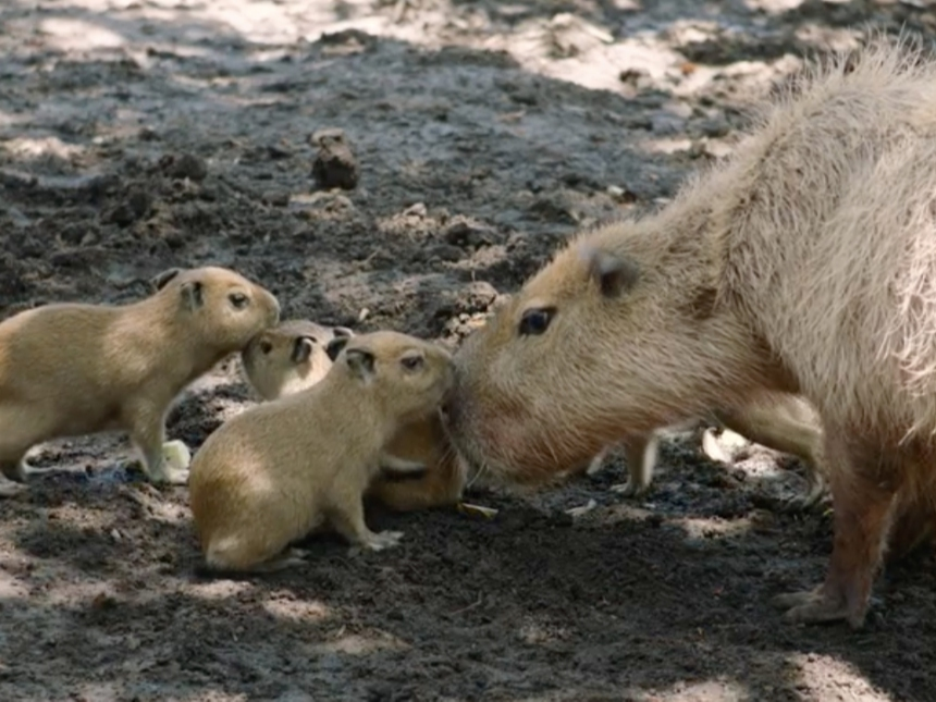 The capybara pups are housed at the San Diego Zoo's Elephant Odyssey, alongside the Baird's tapir.​​