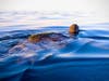 A green sea turtle off of Swami's Beach in Encinitas, California. 
