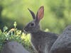 A rabbit in Ramona, California. 