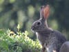 A rabbit in Ramona, California. 