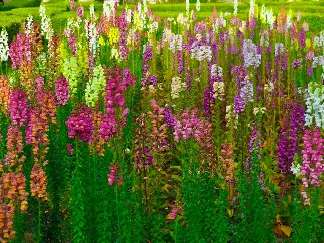 Flowers at Balboa Park in San Diego, California. 