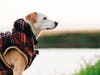 A Jack Russell Terrier on a trail at Agua Hedionda Lagoon in Carlsbad, California. 