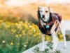 A Jack Russell Terrier on a trail at Agua Hedionda Lagoon in Carlsbad, California. 