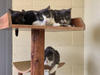 Some of the cats recently impounded by Riverside County Department of Animal Services.