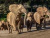 Elephants at the San Diego Zoo Safari Park in Escondido, California. 