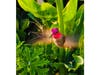 A hummingbird in Encinitas, California. 