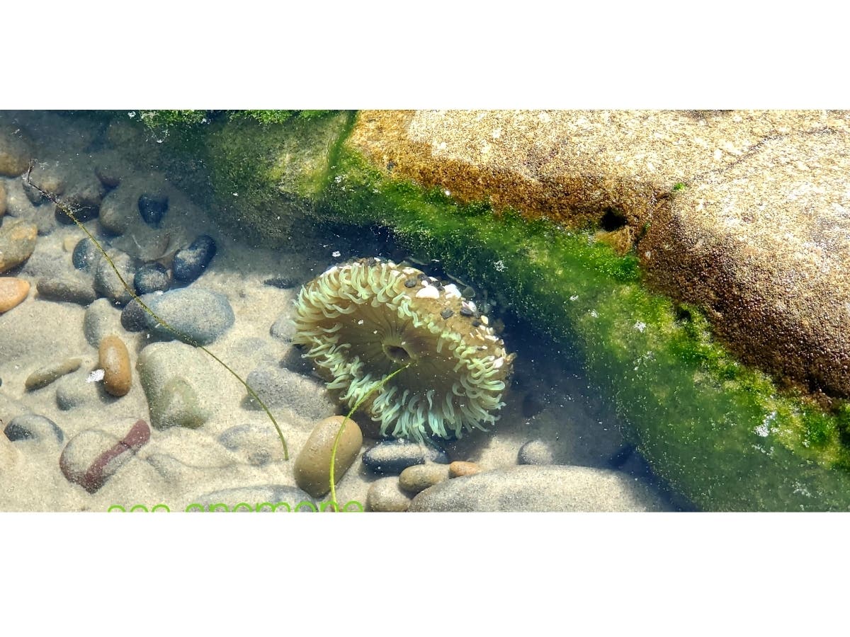 A sea anemone during low tide​ in Encinitas, California. 