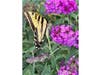 A butterfly in a garden in Santee, California. 