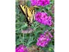 A butterfly in a garden in Santee, California. 