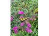 A butterfly in a garden in Santee, California. 