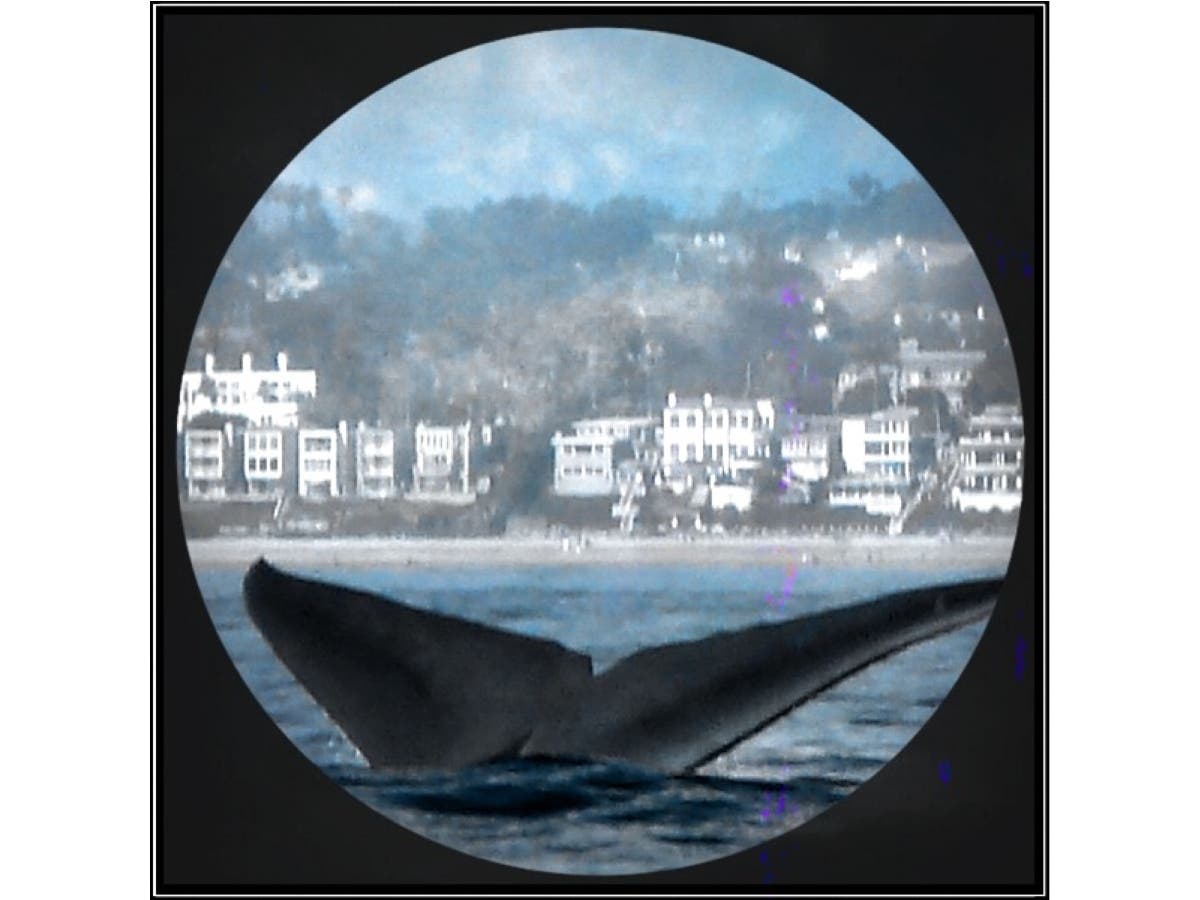 A whale off the coast of Carlsbad, California. 