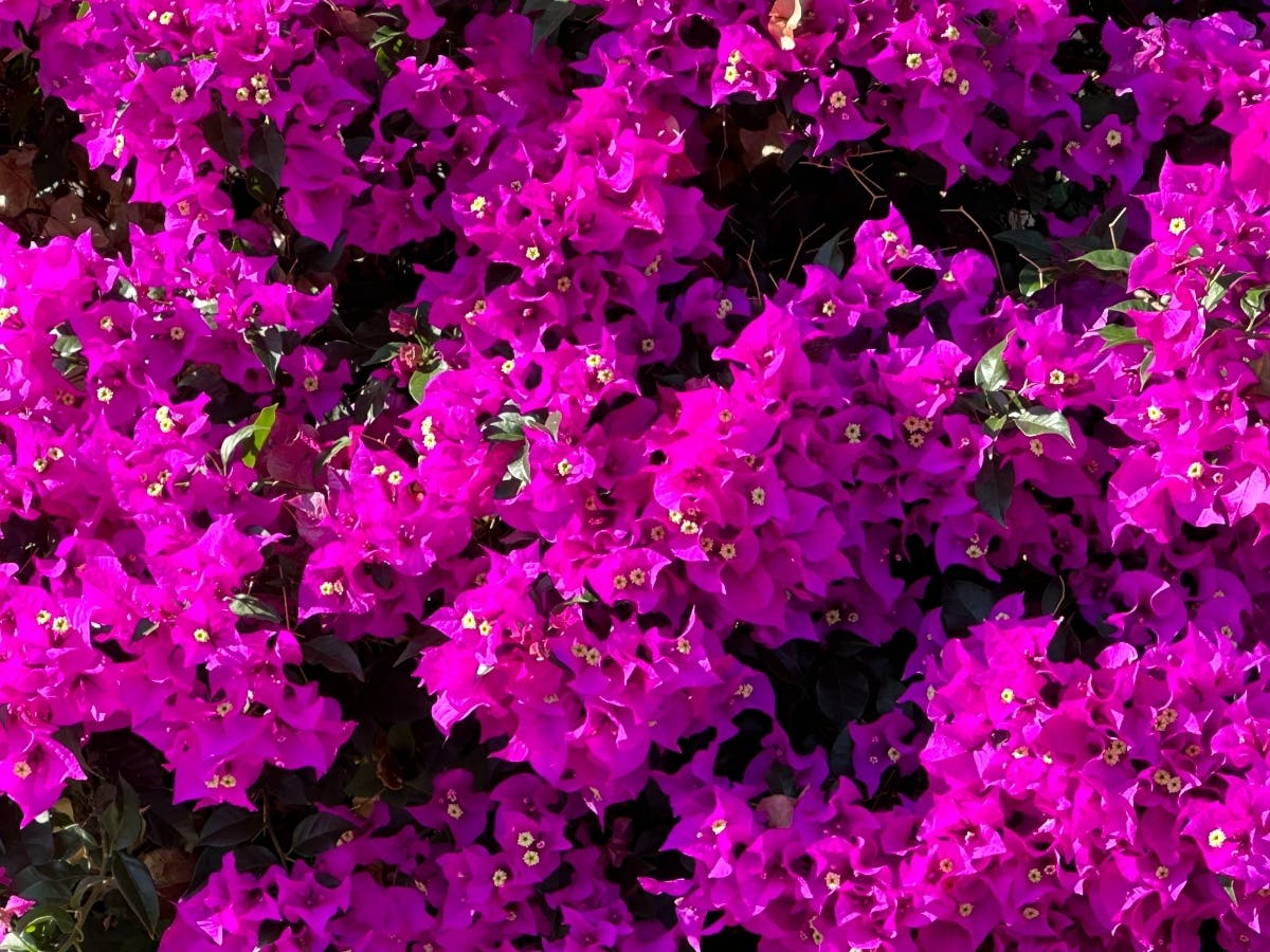 A flowering plant in Santee, California. 