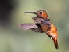 A hummingbird at Bumann Ranch​ in Encinitas, California. 