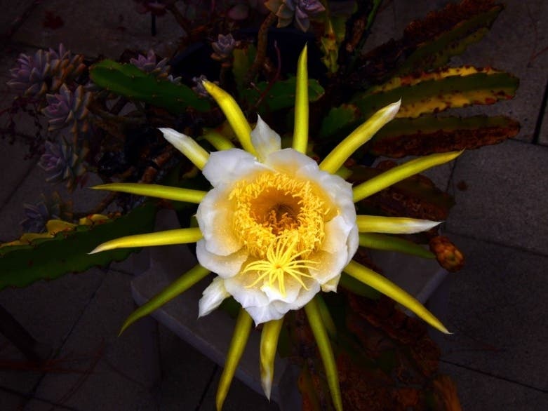A cactus flower in Santee, California. 