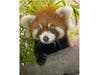 A red panda cub at the San Diego Zoo was named Pavitra, which means "sacred" in Nepali.