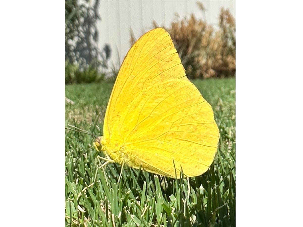 An orange giant sulphur in Santee, California. 