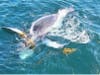 Travelers aboard a Dana Wharf Whale Watching boat were treated to a spectacular sight this week: a humpback whale frolicking in kelp.