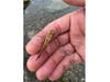 A dragonfly in Santee, California. 