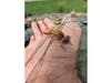 A dragonfly in Santee, California. 