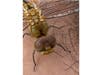 A dragonfly in Santee, California. 