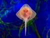 The ravioli-sized​ babies live in the nursery habitat in the Hall of Fishes at Birch Aquarium at Scripps Institution of Oceanography at UC San Diego.