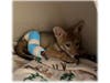 San Diego Humane Society's Project Wildlife team placed a splint on the pup's leg so he could heal.