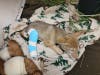 San Diego Humane Society's Project Wildlife team placed a splint on the pup's leg so he could heal.