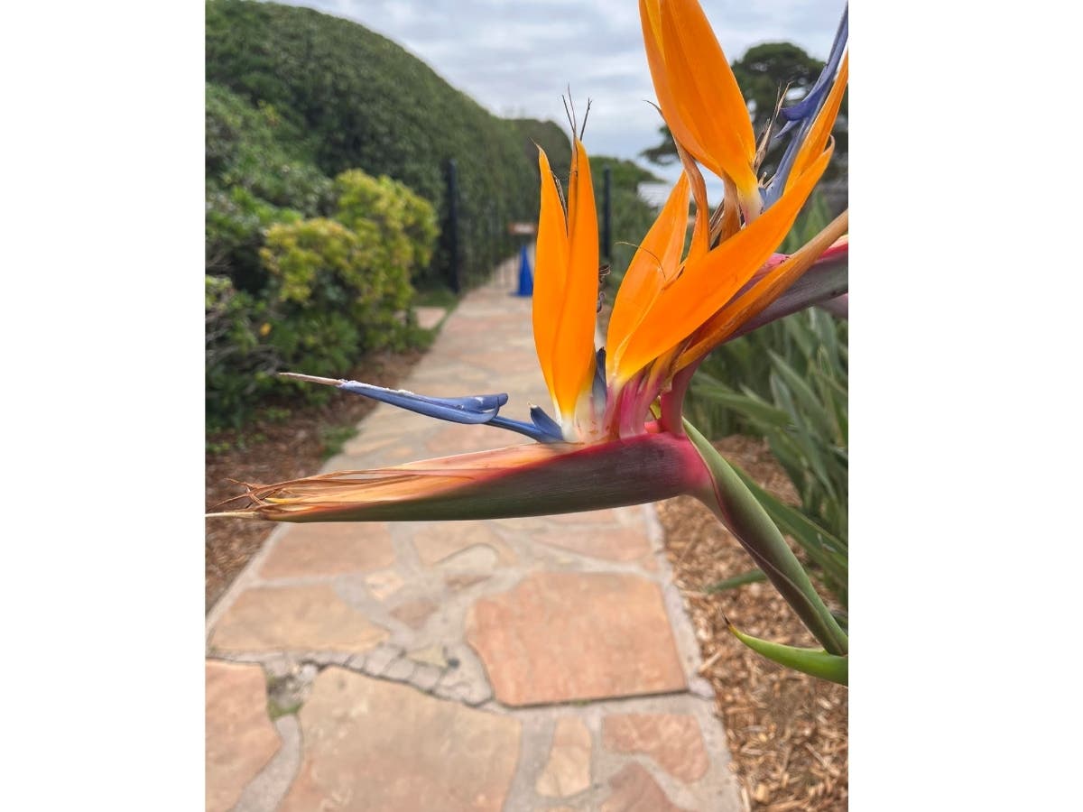 Bird of paradise in Encinitas, California. 