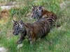 Two critically endangered Sumatran tiger cubs emerged from their den Thursday at the San Diego Zoo Safari Park, the zoo announced.