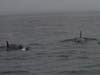 Whale watchers aboard an Oceanside Adventures boat spotted five orcas off the coast of Oceanside, California. 