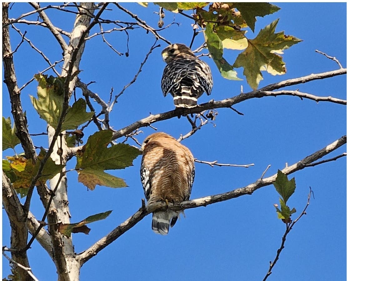 A pair of red-shouldered hawks in Cardiff, California. 