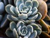 A succulent plant in Santee, California. 