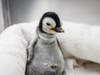 An Emperor penguin chick was born Sept. 12 at SeaWorld San Diego​. 