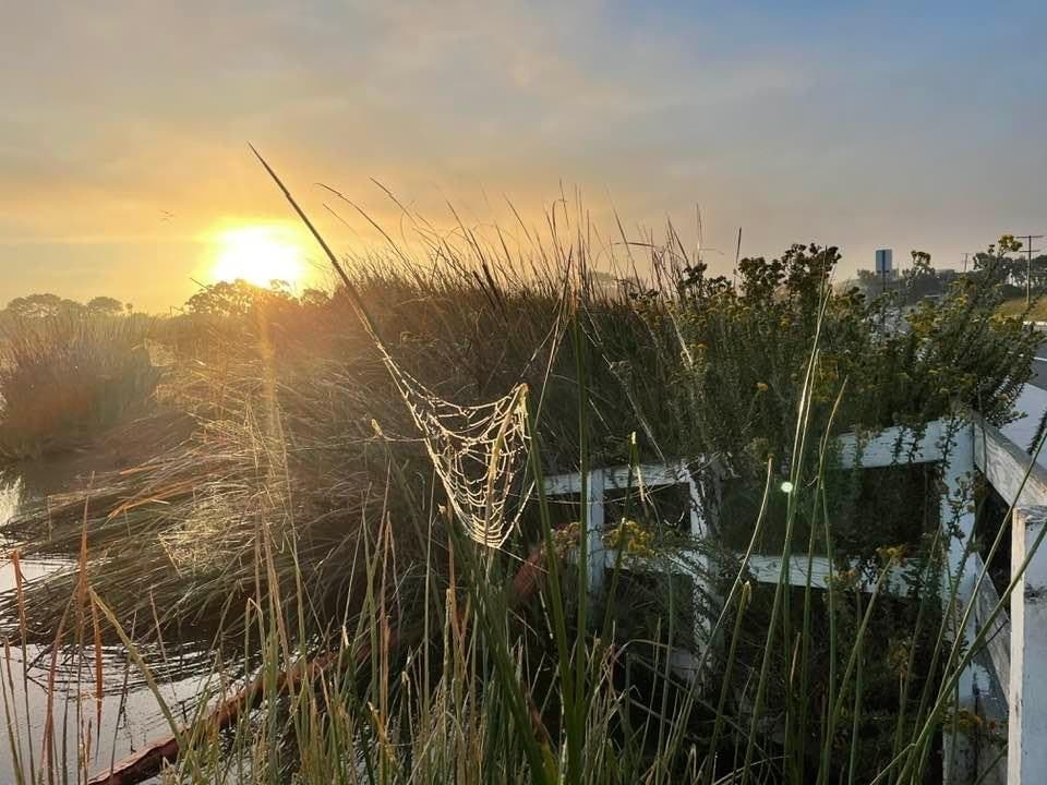 A cobweb at Buena Vista Lagoon.