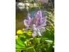 Common water hyacinth in Santee, California. 