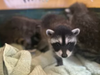 A small litter of raccoon siblings was reunited in Mission Viejo this week, thanks to the Mission Viejo Animal Services Center. 