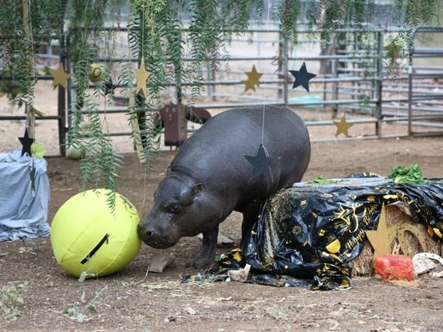 Hannah Shirley has lived at the San Diego Humane Society's Ramona Wildlife Center since 2002, when she was discovered in a residential backyard in Escondido. 