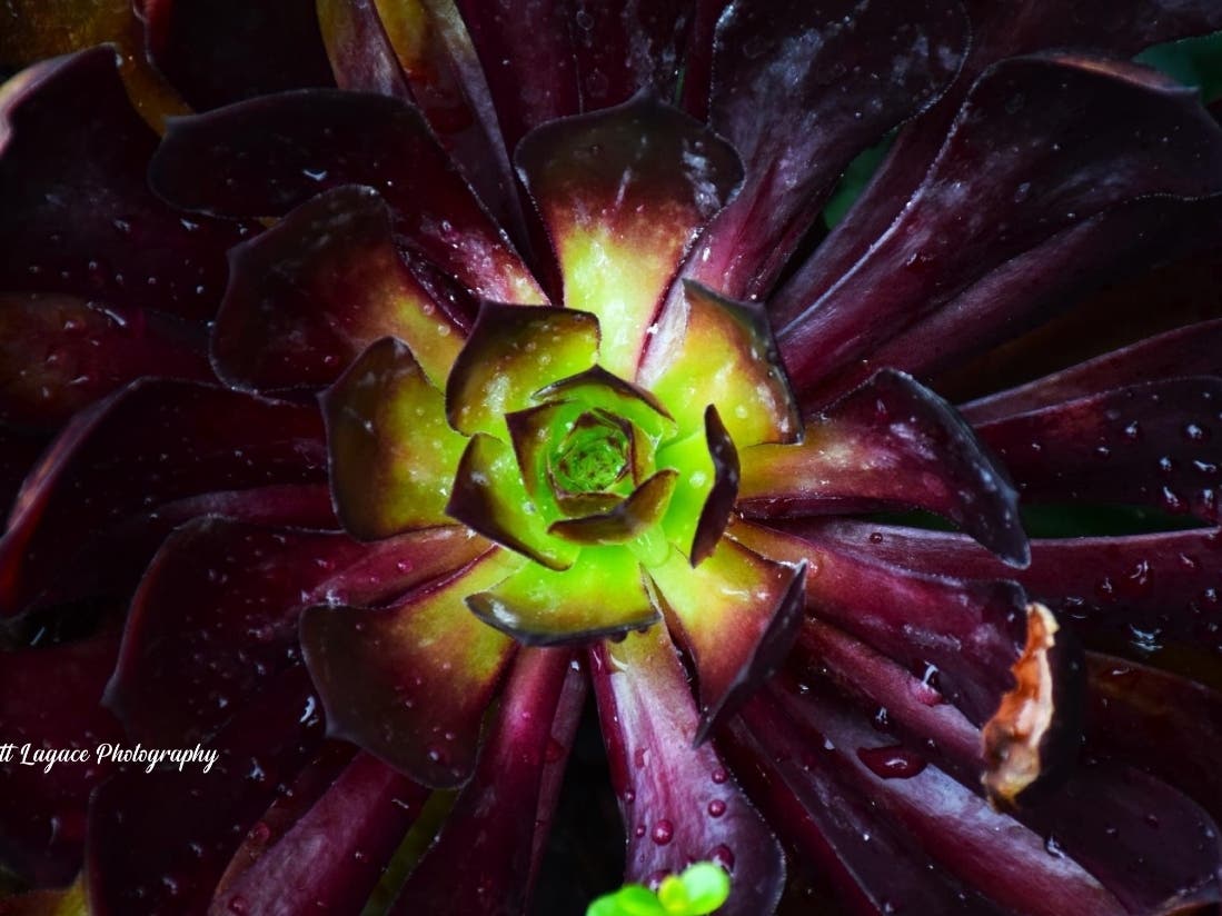 A succulent plant in Santee.