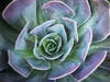 A succulent plant in Santee.