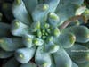 A succulent plant in Santee.