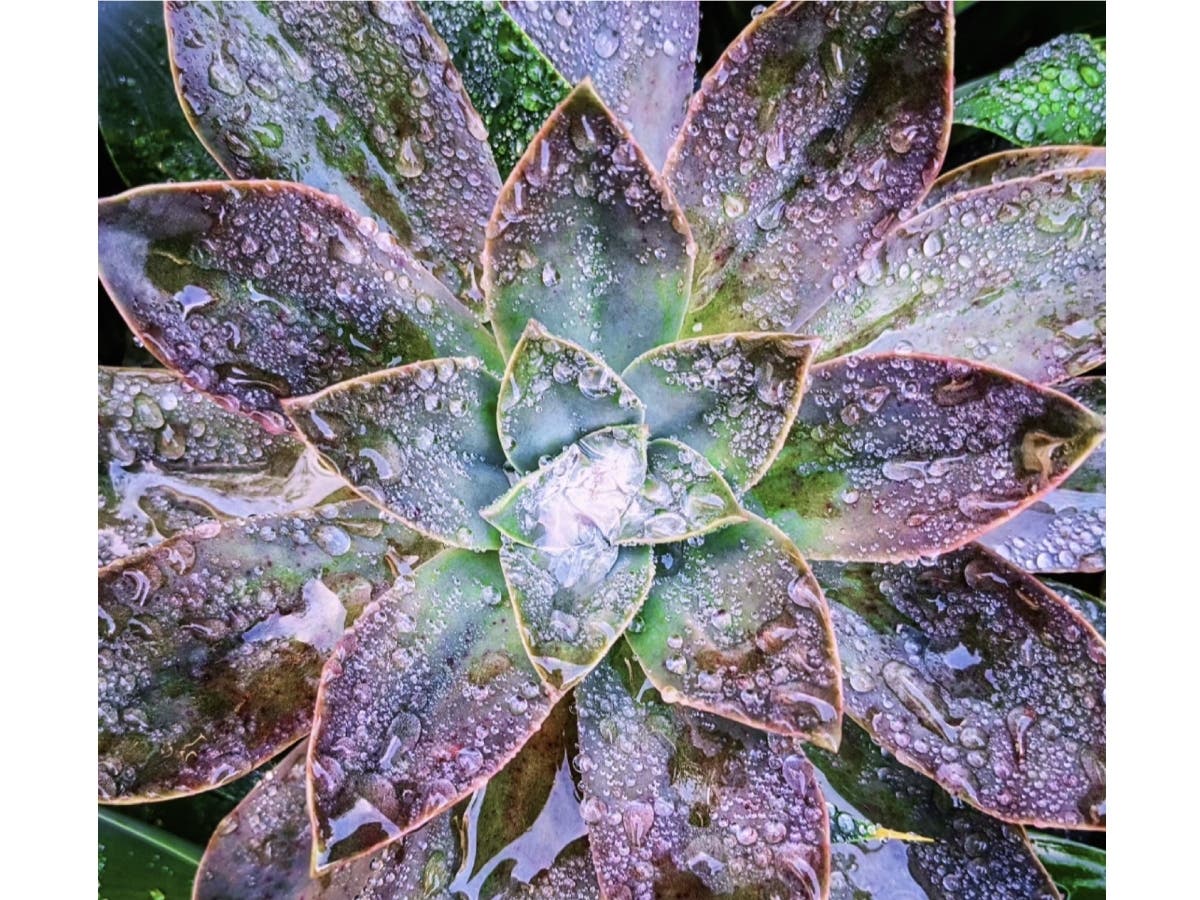 A succulent covered in raindrops in Carlsbad. 