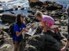 Tidepooling Adventures will allow adventurers to explore local tide pools, which are home to a variety of animals including snails, mussels, urchins, sea stars, small fish and octopus.